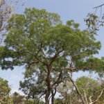 pelo quinto mês consecutivo o estado consegue reduzir o desmatamento ilegal na região