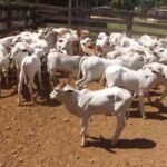 bezerro com “mal do caruara” ou “da junta inchada”