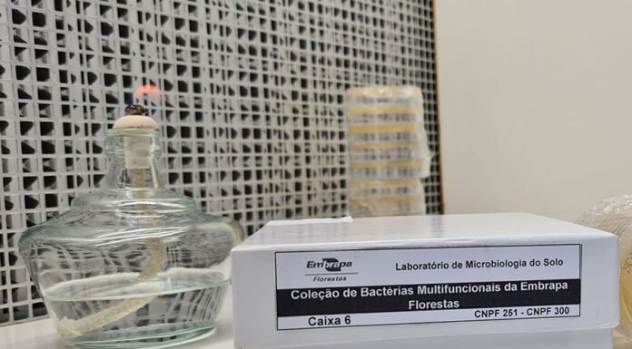 Manuela Bergamim - O acervo tem sido determinante para seleção de estirpes com aptidão para o desenvolvimento de bioinsumos inovadores, na forma de inoculantes