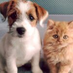 Com apoio do Governo do Tocantins, 1ª Feira Estadual de Adoção Pet será realizada nesta sexta-feira, 11, em Palmas