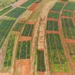 Fabiano Bastos - Pesquisadores identificaram e quantificaram, pela primeira vez, o tanto que o aquecimento da superfície do mar no Oceano Pacífico afeta a produtividade da soja em uma região do Cerrado brasileiro