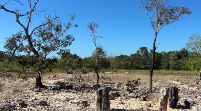 Governo do Tocantins destaca importância dos 24 anos de criação do Monumento Natural das Árvores Fossilizadas
