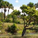 Governo do Tocantins divulga 1º Boletim de Desmatamento com redução de 24,3% de áreas impactadas nos últimos cinco meses