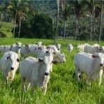 dois fatores indicam continuidade de alta nos preços boi gordo no pasto