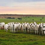 retenção de fêmeas, vacas nelore - embrapa