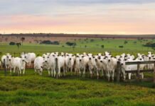 retenção de fêmeas, vacas nelore - embrapa