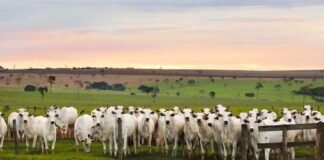 retenção de fêmeas, vacas nelore - embrapa