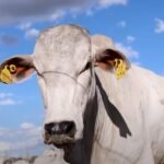 JBS doa 3 milhões de tags de rastreamento de gado com enfoque no pequeno produtor