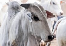 pará, boi, vaca louca - protocolo