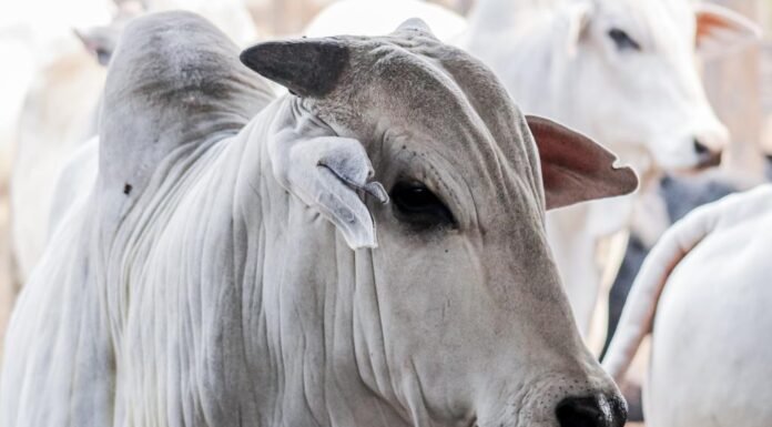 Mercado do boi gordo tem forte queda nos preços da arroba; veja cotações pará, boi, vaca louca - protocolo