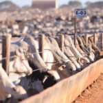 como ajustar alimentação do rebanho na mudança da seca para as águas