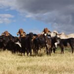 Gado leiteiro - vacas - pesquisa