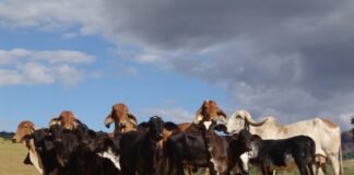 Gado leiteiro - vacas - pesquisa