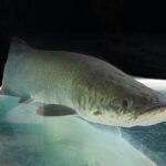 Ronaldo Rosa - A domesticação do pirarucu é um dos maiores desafios da ciência