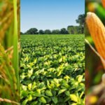 Governo do Tocantins abre inscrições para 1ª edição da Caravana da Produção de Grãos