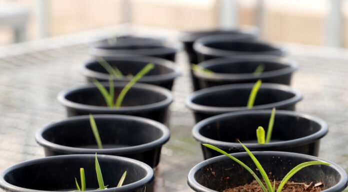 Naturatins promove ações de conservação da Bromelia braunii, espécie em risco no Cerrado
