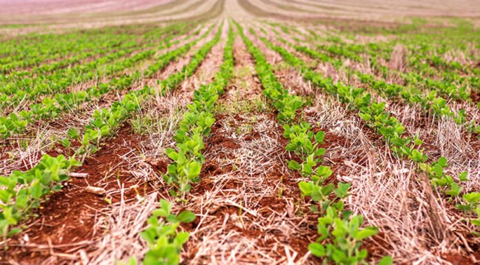 Novas variedades de soja aliam tolerância a herbicidas e resistência às principais pragas da cultura Embrapa - As novas cultivatres têm grande potencial de impacto na produção de soja