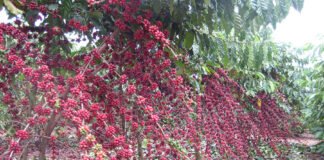 Alexsandro Teixeira - O cultivo de Robustas Amazônicos tem possibilitado lavouras mais produtivas e grãos de qualidade em propriedades rurais familiares da Amazônia
