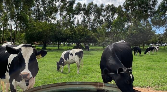 Rebanho bovino sofre com as altas temperaturas e precisa de cuidados; saiba quais água bebedouro gado