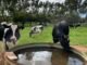 Rebanho bovino sofre com as altas temperaturas e precisa de cuidados; saiba quais água bebedouro gado