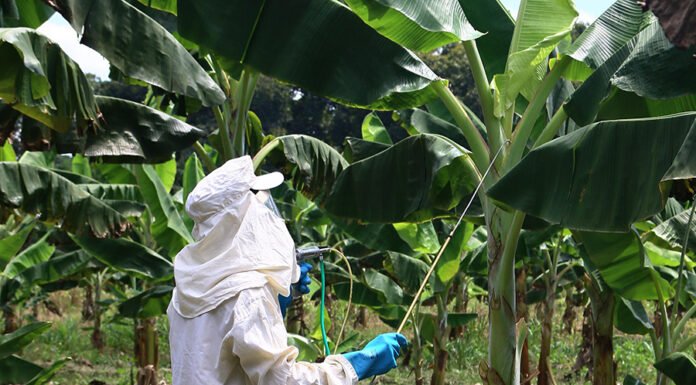 Siglia Souza - Técnica simples e acessível de aplicação de fungicida permitiu o controle eficiente da Sigatoka-negra na Amazônia.