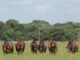 tourinho-sindi-a-campo