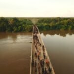 Comitiva gado Brangus Pantanal 