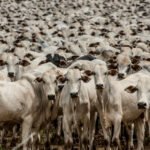 confira os preços neste início de semana boi gordo, boiada, pecuária, gado, rebanho, bovino, goiás
