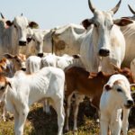 oferta de fêmeas impacta mercado; veja cotações boi gordo pecuária