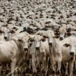 preços continuam em queda e devem retrair mais; veja cotações boi gordo, boiada, pecuária, gado, rebanho, bovino, goiás