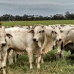 Arroba de boi gordo tem alta moderada hoje; veja os preços arroba do boi gordo