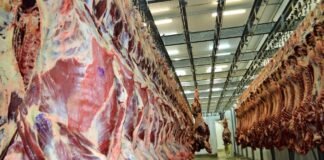 frigorífico, unidade frigorífica, planta, carne bovina, boi
