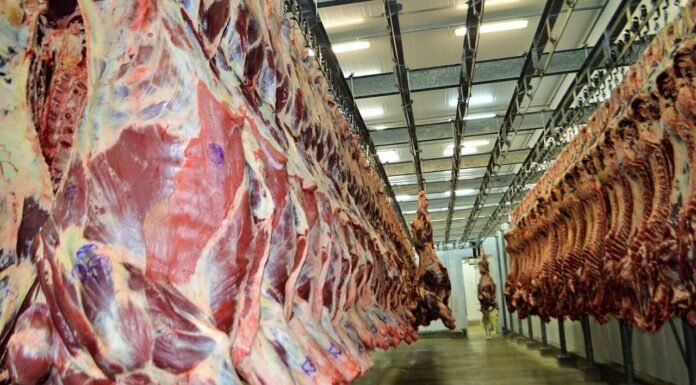 Brasil poderá exportar até 300 mil toneladas de carne bovina ao Vietnã frigorífico, unidade frigorífica, planta, carne bovina, boi