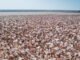 Governo do Tocantins alerta produtores de algodão safrinha sobre fim do prazo para cadastro de áreas
