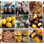Governo do Tocantins e Ministério do Desenvolvimento Agrário promovem seminário sobre Bioeconomia