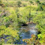 Governo do Tocantins registra queda de 38,3% no desmatamento no estado