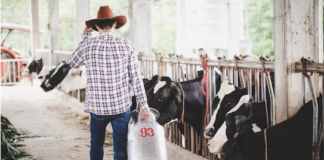 leite - vaca