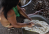 Celso Viviani - Povos indígenas foram fundamentais para a geração da diversidade que atualmente encontramos na mandioca. Na foto acima, agricultora rala raízes de mandioca para consumo. A aldeia mantém variedades para diferentes propósitos, como produção de farinha e consumo in natura. Além de plantas mais resistentes à seca e a doenças.