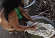 Celso Viviani - Povos indígenas foram fundamentais para a geração da diversidade que atualmente encontramos na mandioca. Na foto acima, agricultora rala raízes de mandioca para consumo. A aldeia mantém variedades para diferentes propósitos, como produção de farinha e consumo in natura. Além de plantas mais resistentes à seca e a doenças.