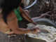 Celso Viviani - Povos indígenas foram fundamentais para a geração da diversidade que atualmente encontramos na mandioca. Na foto acima, agricultora rala raízes de mandioca para consumo. A aldeia mantém variedades para diferentes propósitos, como produção de farinha e consumo in natura. Além de plantas mais resistentes à seca e a doenças.