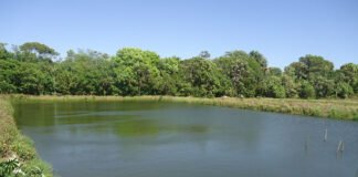 Clenio Araújo - O sistema de viveiros escavados é o mais utilizado na produção de peixes no Brasil. Na foto acima, um exemplo de viveiro escavado no estado do Tocantins