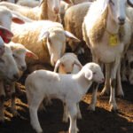 Raquel Brunelli - A principal aposta da pesquisa é o melhoramento genético dos rebanhos, selecionando animais mais resistentes a doenças e com características favoráveis à produção de carne