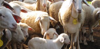 Raquel Brunelli - A principal aposta da pesquisa é o melhoramento genético dos rebanhos, selecionando animais mais resistentes a doenças e com características favoráveis à produção de carne