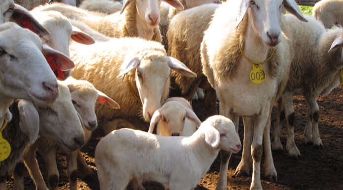 Raquel Brunelli - A principal aposta da pesquisa é o melhoramento genético dos rebanhos, selecionando animais mais resistentes a doenças e com características favoráveis à produção de carne