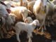 Raquel Brunelli - A principal aposta da pesquisa é o melhoramento genético dos rebanhos, selecionando animais mais resistentes a doenças e com características favoráveis à produção de carne
