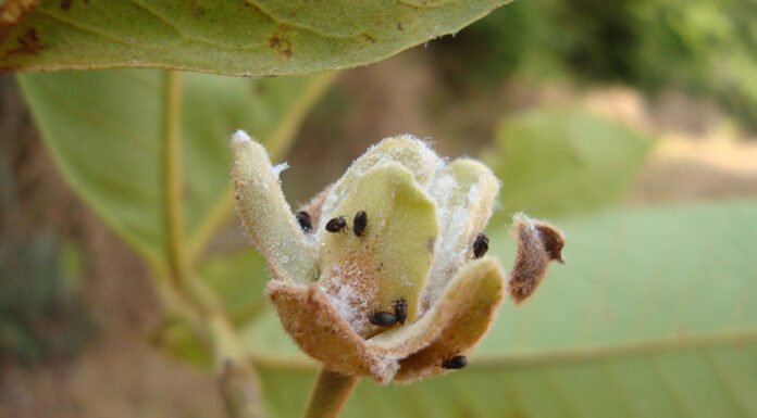 - Melanastera olgae na planta Guatteria punctata (Annonaceae), em Sinop, MT.