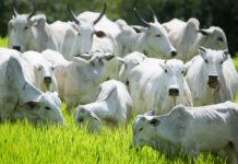 boiada gado bovino arroba do boi gordo carne bovina preços