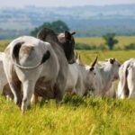 Preços do boi gordo, reposição e carne seguem estáveis no Brasil touro boi gordo