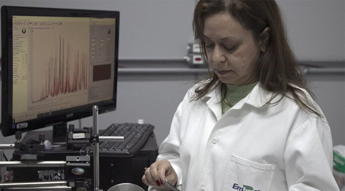 Técnicas combinadas identificam milho transgênico de forma ágil e acessível