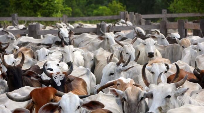 arroba continua em alta com escalas apertadas e exportações aquecidas; veja cotações boiada, metano